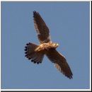 Falco tinnunculus - Turmfalke 02.jpg